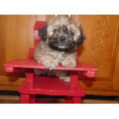 Shichon Dog Breeders Ontario Shichon Dog Breeders Ontario