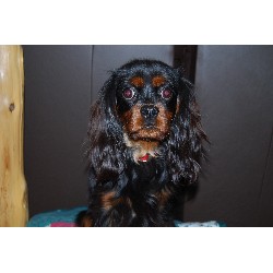 Cavalier King Charles Spaniel Stud in Lake Shore, Minnesota