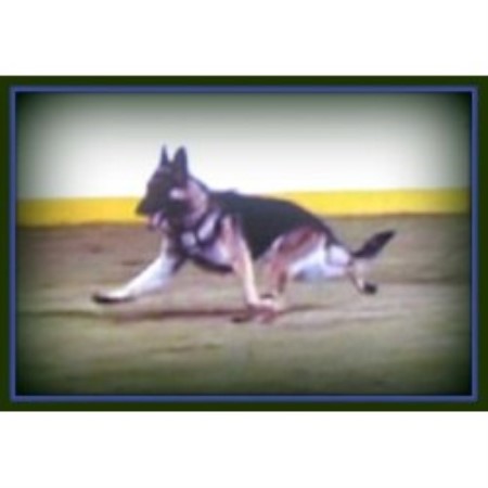 German Shepherd Dog Breeder in North Lima, Ohio