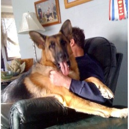 german shepherd puppies for sale in toledo ohio german shepherd puppies for sale in eastern ohio german shepherd puppies for sale in toledo ohio german shepherd puppies for sale in eastern ohio