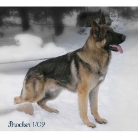 german shepherd puppies for sale in toledo ohio german shepherd puppies for sale in eastern ohio german shepherd puppies for sale in toledo ohio german shepherd puppies for sale in eastern ohio