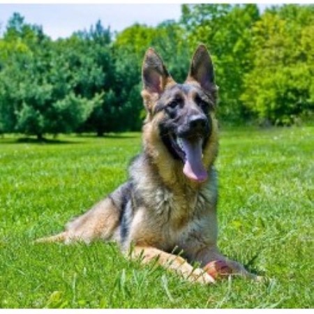 german shepherd puppies for sale in toledo ohio german shepherd puppies for sale in eastern ohio german shepherd puppies for sale in toledo ohio german shepherd puppies for sale in eastern ohio