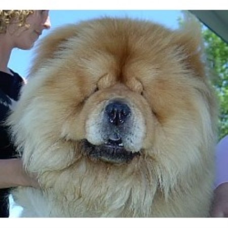 Chow Chow breeder in Cayuga Ontario