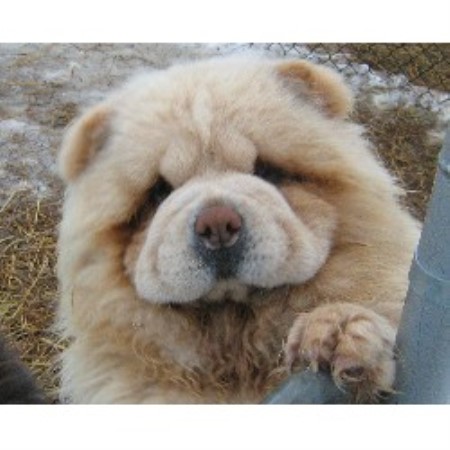 Chow Chow breeder in Ontario picture 2