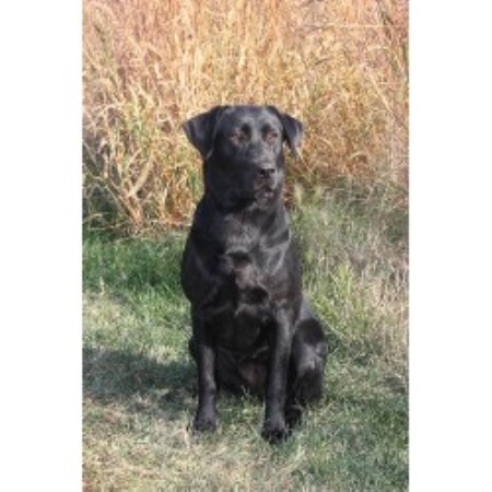 Labrador Retriever breeder in Lennox South Dakota