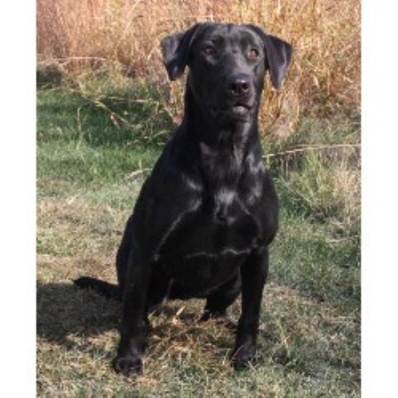 Labrador Retriever Breeder in Lennox, South Dakota