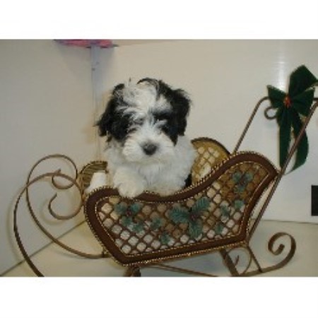 mt havanese mt havanese breeder in palmerton pennsylvania listing id 12642 mt havanese mt havanese breeder in palmerton pennsylvania listing id 12642