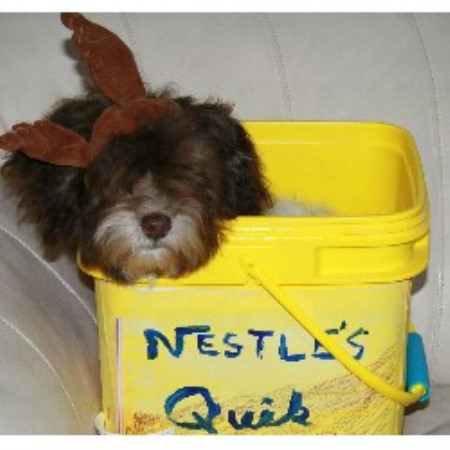 Havanese Breeder in Palmerton, Pennsylvania