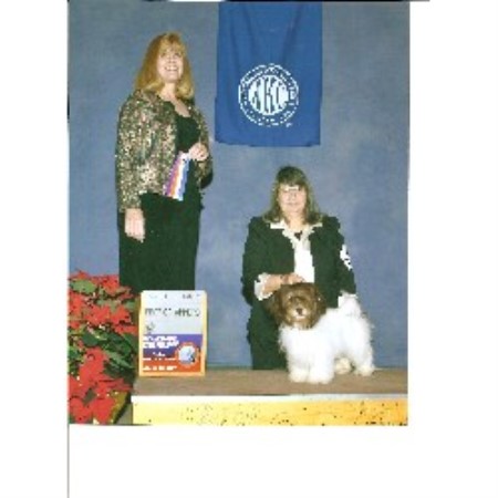 mt havanese mt havanese breeder in palmerton pennsylvania listing id 12642 mt havanese mt havanese breeder in palmerton pennsylvania listing id 12642