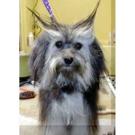 mt havanese mt havanese breeder in palmerton pennsylvania mt havanese mt havanese breeder in palmerton pennsylvania