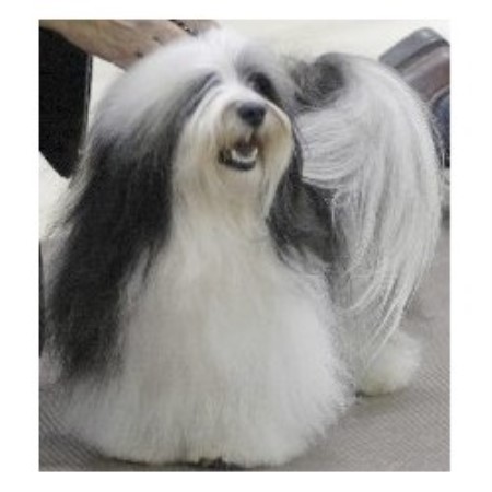 gold country havanese club havanese breeders in scotia breeds picture gold country havanese club havanese breeders in scotia breeds picture