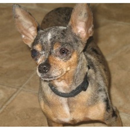 Chihuahua breeder in Spruce Grove Alberta
