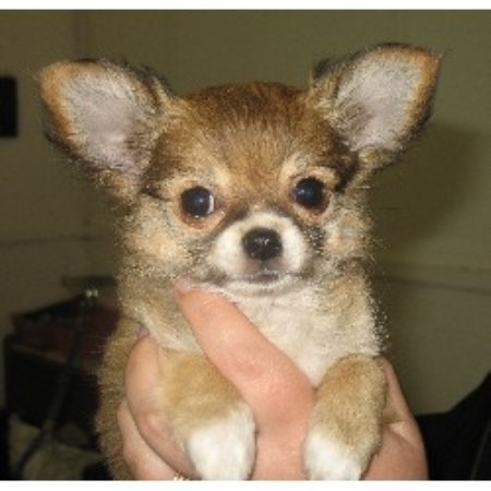 Chihuahua in Alberta picture 2