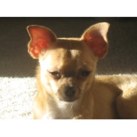 Chihuahua breeder in Alberta picture 2
