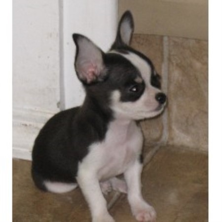 Chihuahua Breeder in Spruce Grove, Alberta