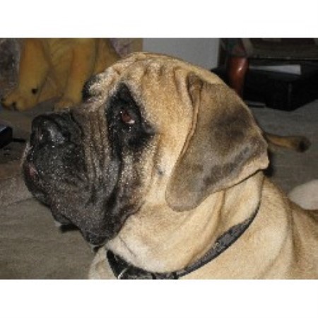 Mastiff in Alberta picture 2