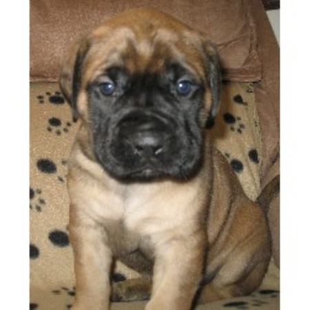 Mastiff breeder in Alberta picture 2