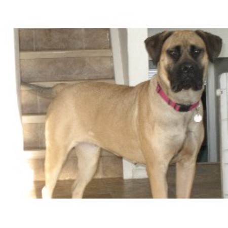 Mastiff Breeder in Spruce Grove, Alberta