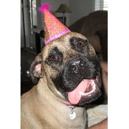 Mastiff breeder in Spruce Grove Alberta