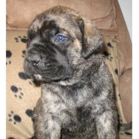 Mastiff in Alberta