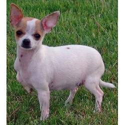 Chihuahua in Alberta picture 2