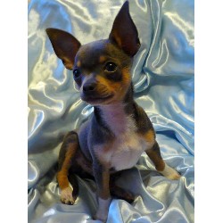 Chihuahua Breeder in Pickardville, Alberta