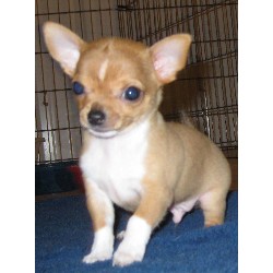Chihuahua in Alberta