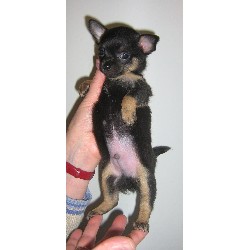 Chihuahua breeder in Alberta picture 2