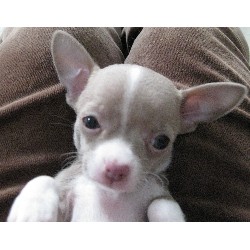 Chihuahua breeder in Pickardville Alberta