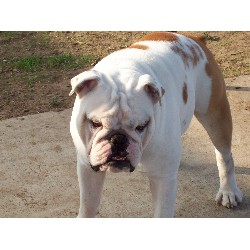 English Bulldog Stud in Modesto, California