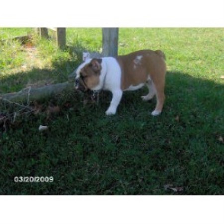 English Bulldog breeder in Deputy Indiana