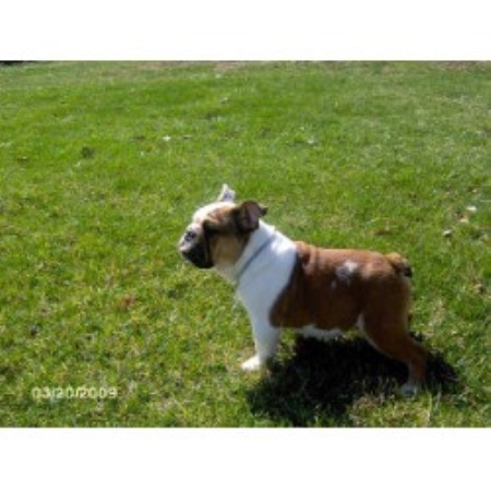 English Bulldog Breeder in Deputy, Indiana