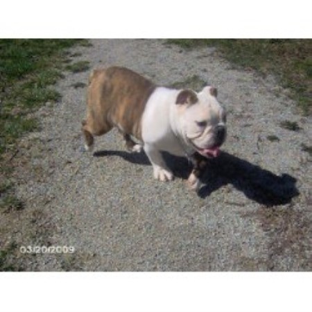 British Bulldog, Bulldog breeder in Indiana picture 2