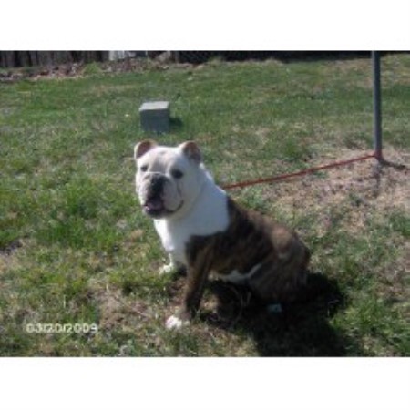 British Bulldog, Bulldog in Indiana