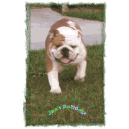 British Bulldog, Bulldog in Indiana picture 2