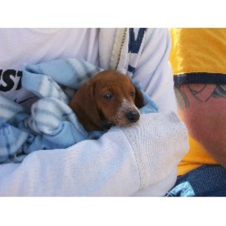 Dachshund breeder in Illinois