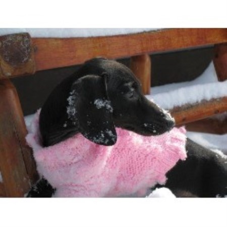 Dachshund breeder in Du Quoin And Murphysboro  Illinois