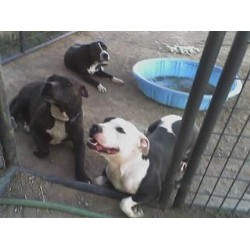 American Pit Bull Terrier Stud in Tuscon, Arizona