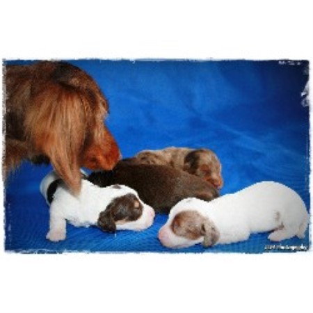Dachshund Breeder in Winter Haven, Florida