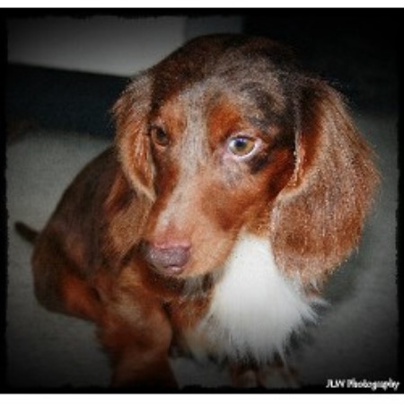 Doxie in Florida picture 2