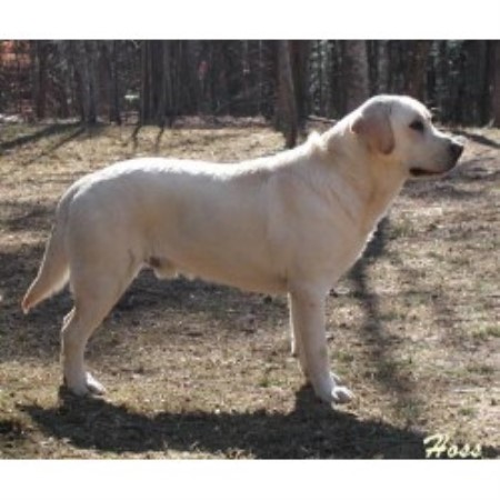Labrador Retriever Breeder in Travelers Rest, South Carolina