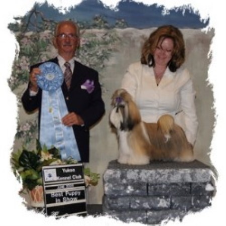 Shih Tzu breeder in Alberta picture 2