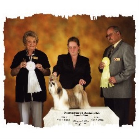 Shih Tzu in Alberta picture 2