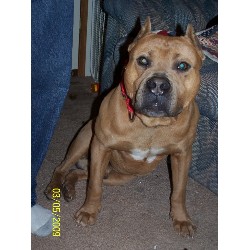 American Pit Bull Terrier Stud in Hominy, Oklahoma