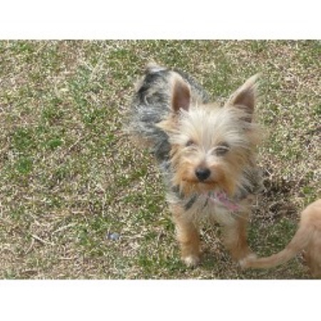 Morkie Breeder in Carlisle, Kentucky