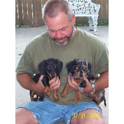 Dachshund Stud in Du Quoin And Murphysboro, Illinois