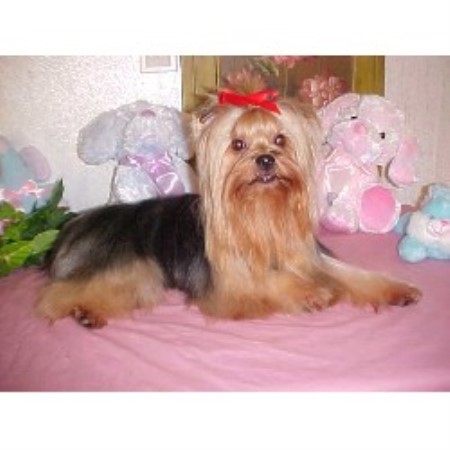 Yorkshire Terrier Breeder in Lawson, Missouri