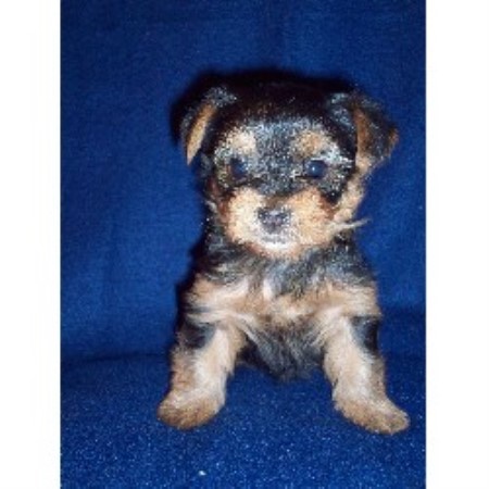 Yorkshire Terrier breeder in Lawson Missouri