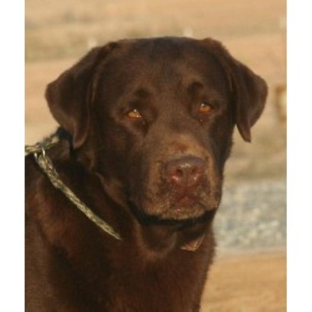 Lab breeder in Texas picture 2
