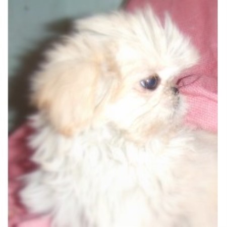 Shih Tzu Breeder in Lancaster, Ohio
